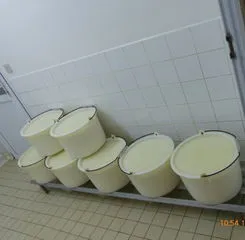 Seaux de lait caillé alignés sur un chariot en fromagerie