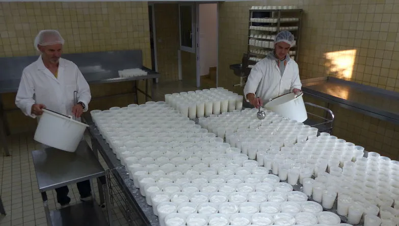 Deux fromagers versant le caillé à la louche dans des rangées de moules