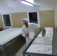Fromager moulant du fromage frais dans des plateaux