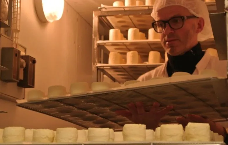 Fromager rangeant un plateau de fromages dans la cave d'affinage