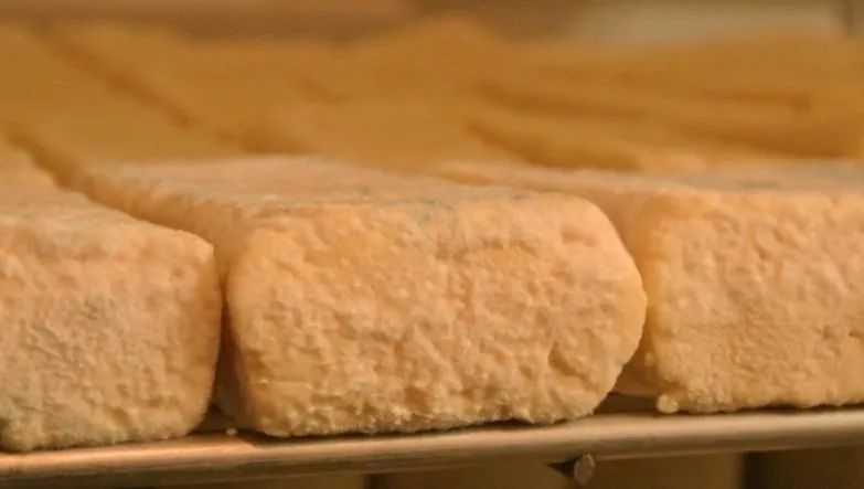 Rangée de briquettes de fromage sur un clayon