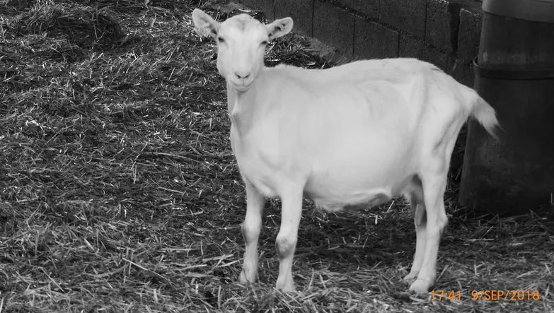 Portrait en noir et blanc d’une chèvre