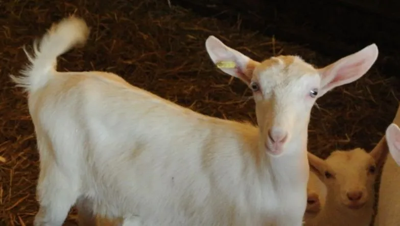 Chevreau blanc et fauve, oreilles dressées