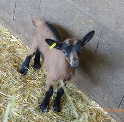 Chevreau brun et noir dans la paille