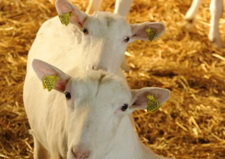 Deux têtes de chèvres avec boucles d'identification