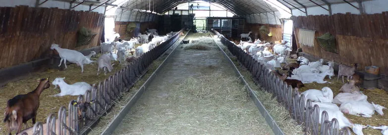 Vue panoramique de l'intérieur du hangar, chèvres alignées de chaque côté