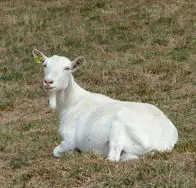 Muguette, allongée dans l’herbe
