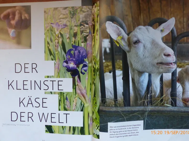 Page du magazine Oyyster, Der kleinste Käse der Welt