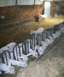 Chèvres alignées mangeant dans les racks de la stabulation
