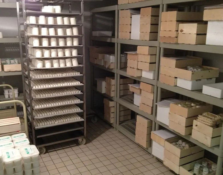 Chariots et cartons de fromages en stockage