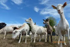 Groupe de chèvres au pré, contre-plongée, ciel bleu