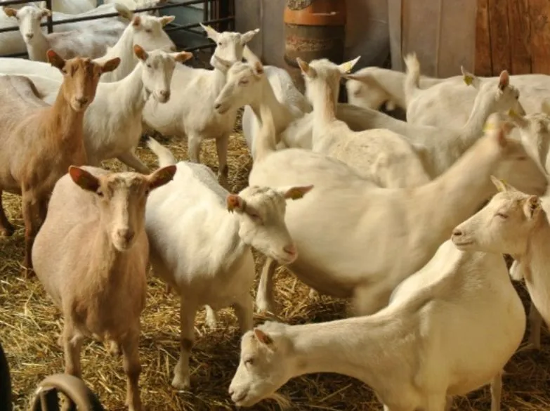 Troupeau de chèvres brunes et blanches, en intérieur
